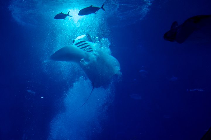 黒潮大水槽前の特別公演
