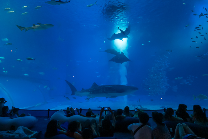 美ら海水族館の黒潮大水槽