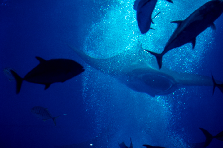 美ら海水族館の水槽