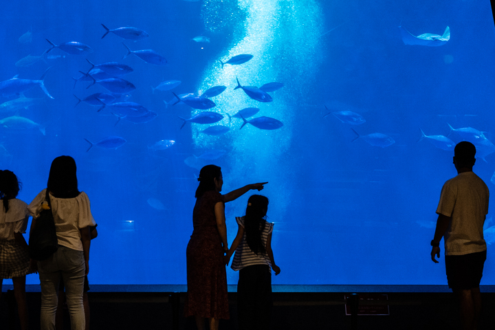 黒潮大水槽の魚たち