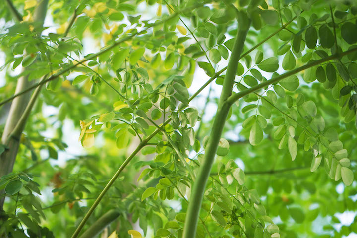 モリンガの葉