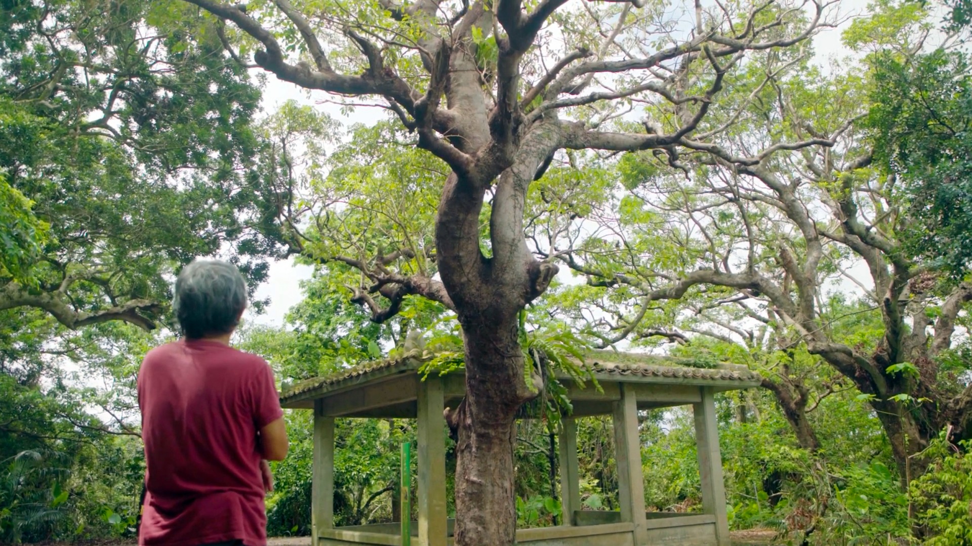知花グスクにある大アカギを見上げる屋宜さん