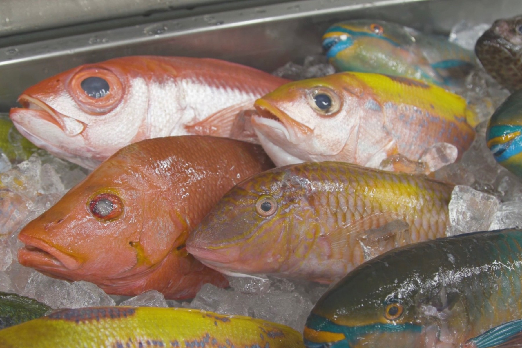 カラフルな魚が並ぶ鮮魚店