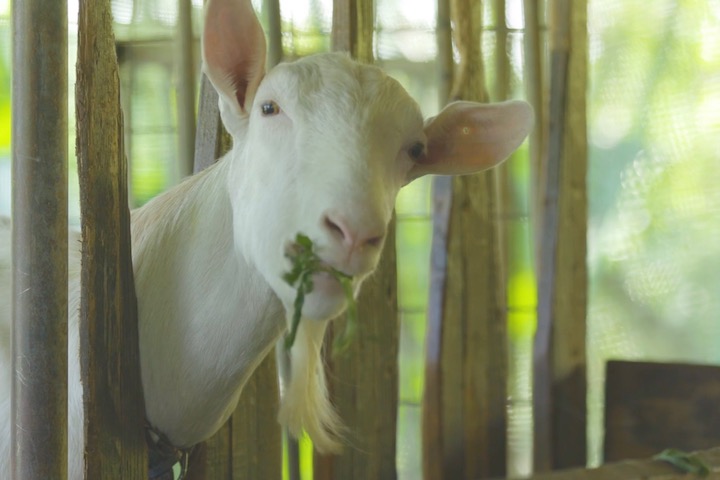 山口さんの牧場でのびのびと育つヤギ