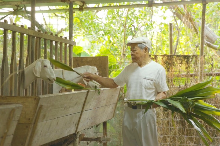 おいしいミルクの秘訣は天然の薬草をエサにしていること