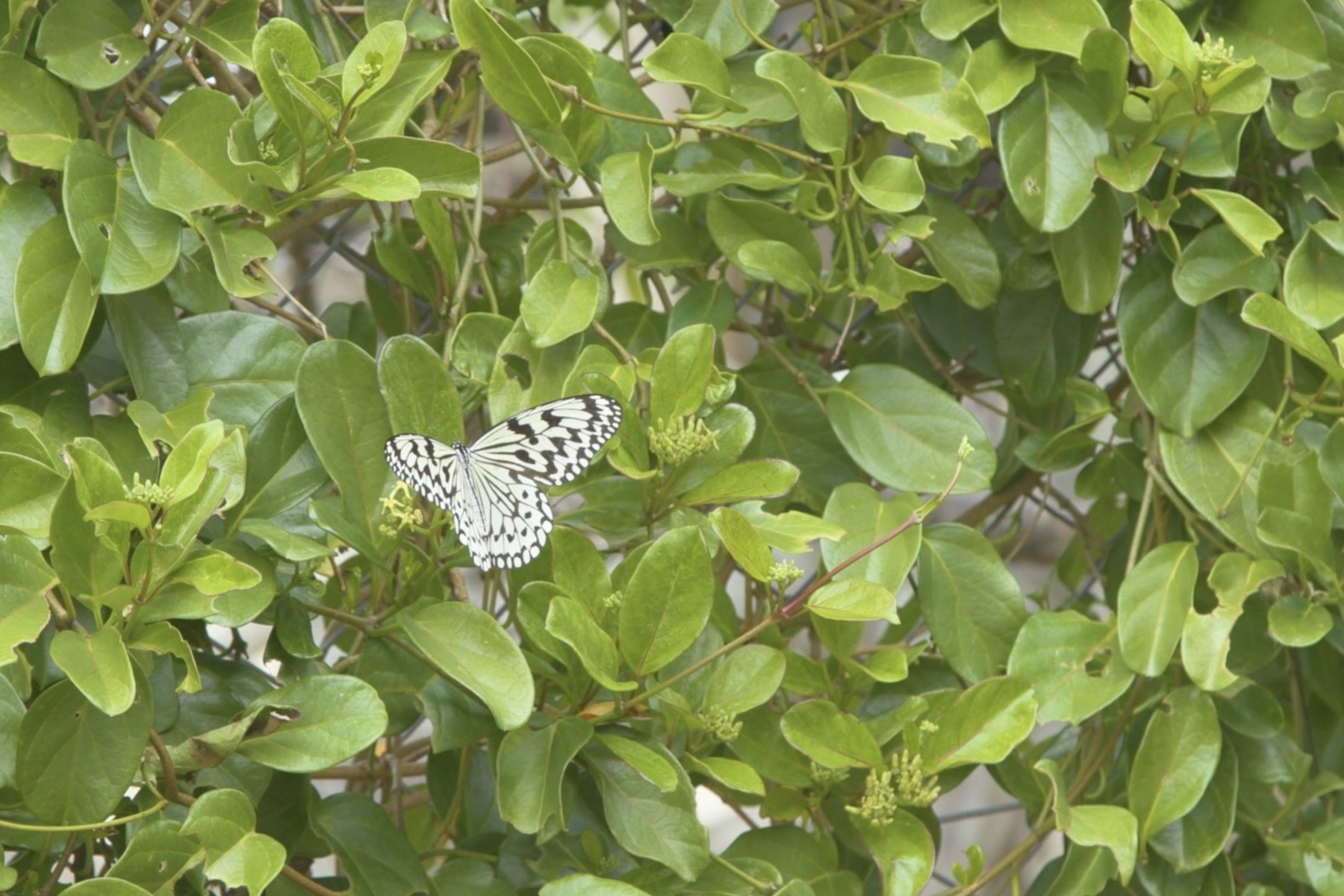 ホウライカガミに誘われて優雅に舞うオオゴマダラ