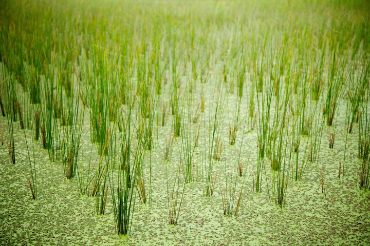 うるま市与那城照間(よなしろてるま)のビーグ
