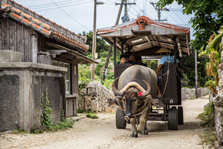 竹富島の水牛