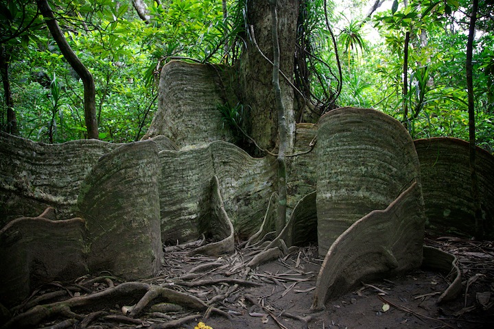 サキシマスオウの木
