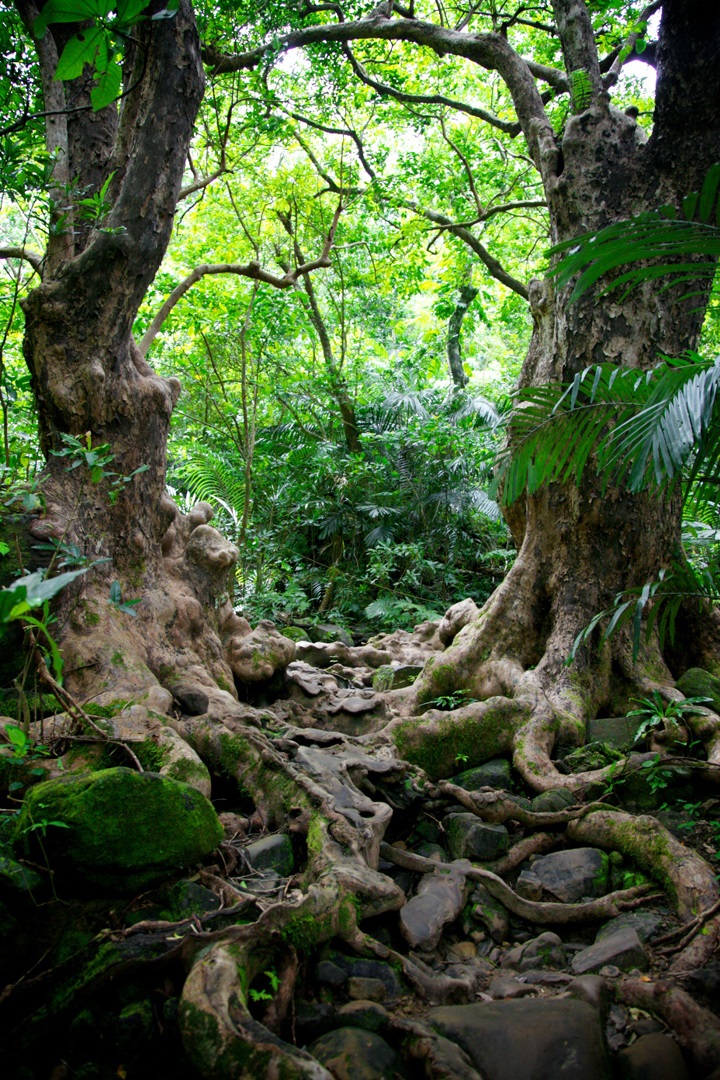 サキシマスオウの木