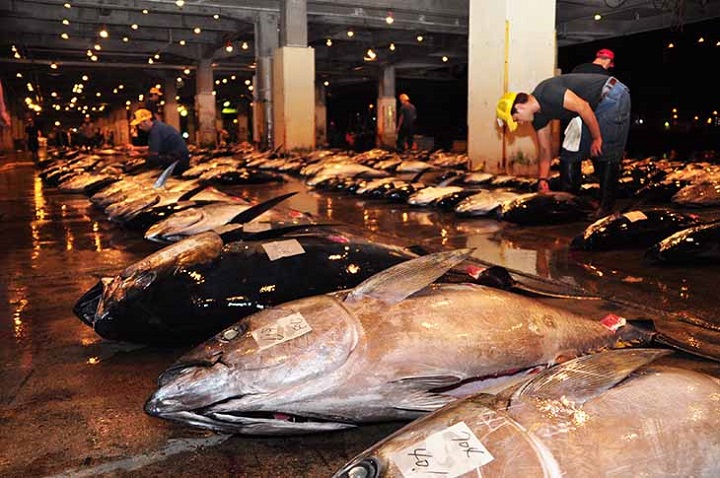 マグロの水揚げ