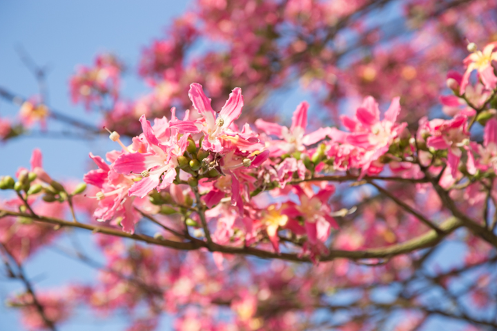 トックリキワタの花
