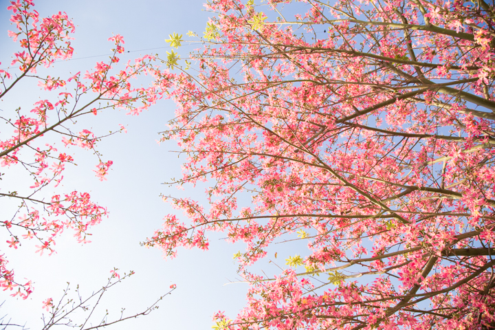 トックリキワタ