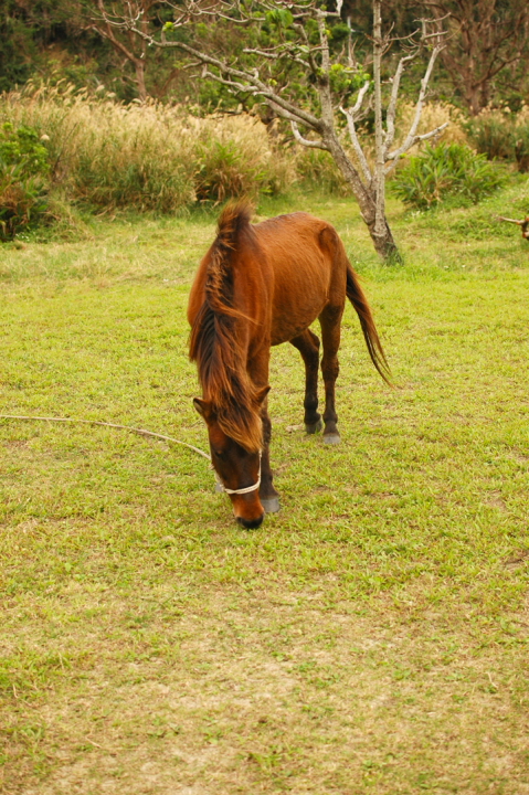 与那国馬の乗馬
