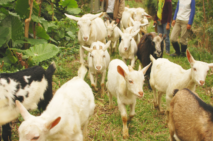 山羊の放牧同行の様子