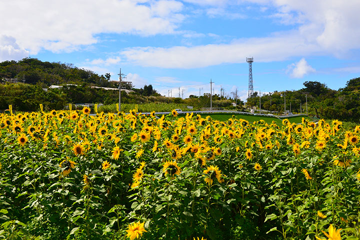 40万本ものひまわり