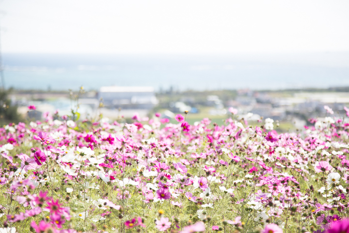 コスモス