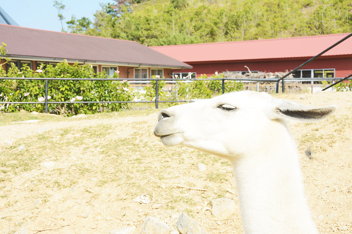 南アフリカのアンデス地方に住むラクダ科のリャマ