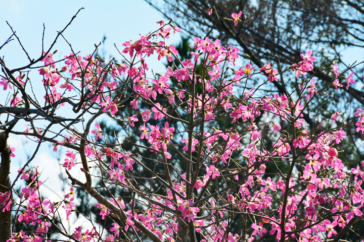 トックリキワタ