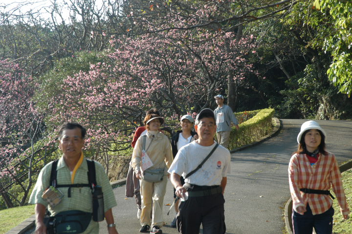 てだこウォーク参加者