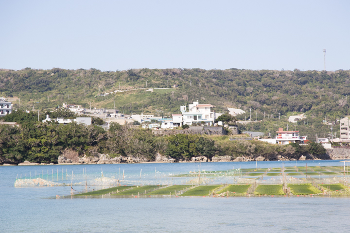 アーサー養殖アーサー