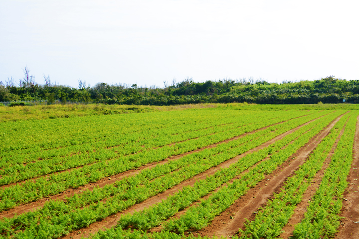 一面に広がるにんじん畑