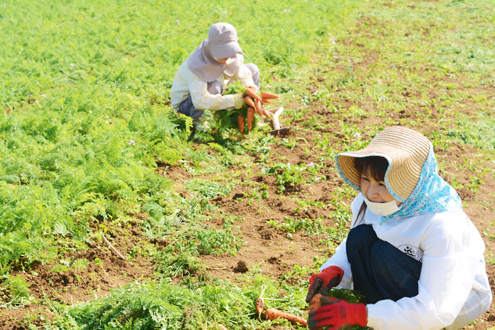 にんじんを抜く人