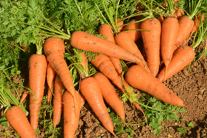 にんじんは色鮮やかでおいしそう