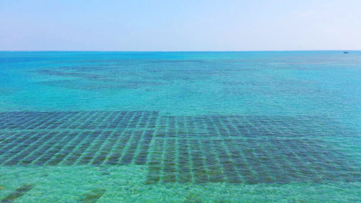 大海原に広がるもずくの漁場