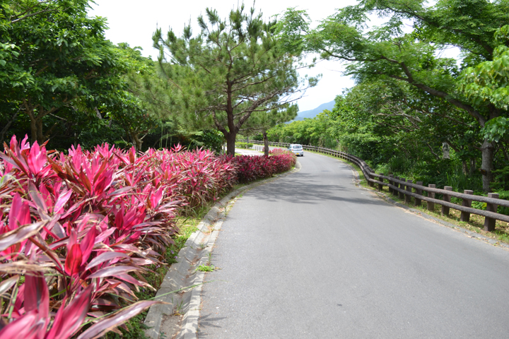 緑に囲まれた園路