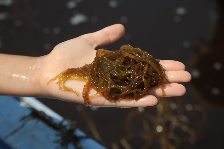 鮮度の良い生もずく