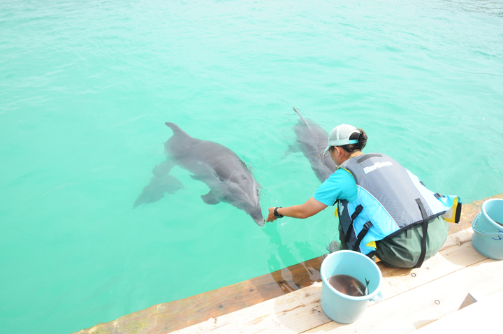 メスのバンドウイルカ