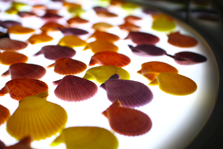 古宇利オーシャンタワー「シェルターミュージアム」の写真