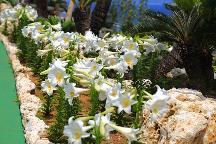 白ユリに満ちた庭園