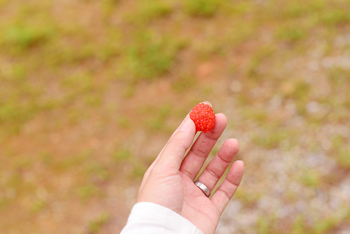 琉球薔薇いちご