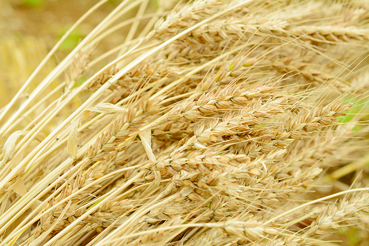 黄金色の小麦