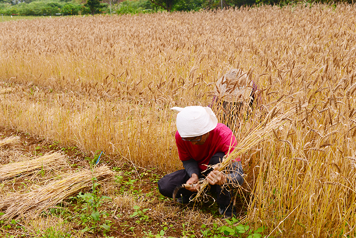 小麦の刈り取り