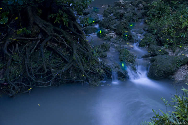 那覇でもホタル