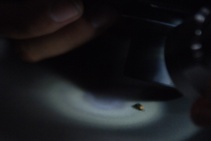 オキナワクロホタルモドキ