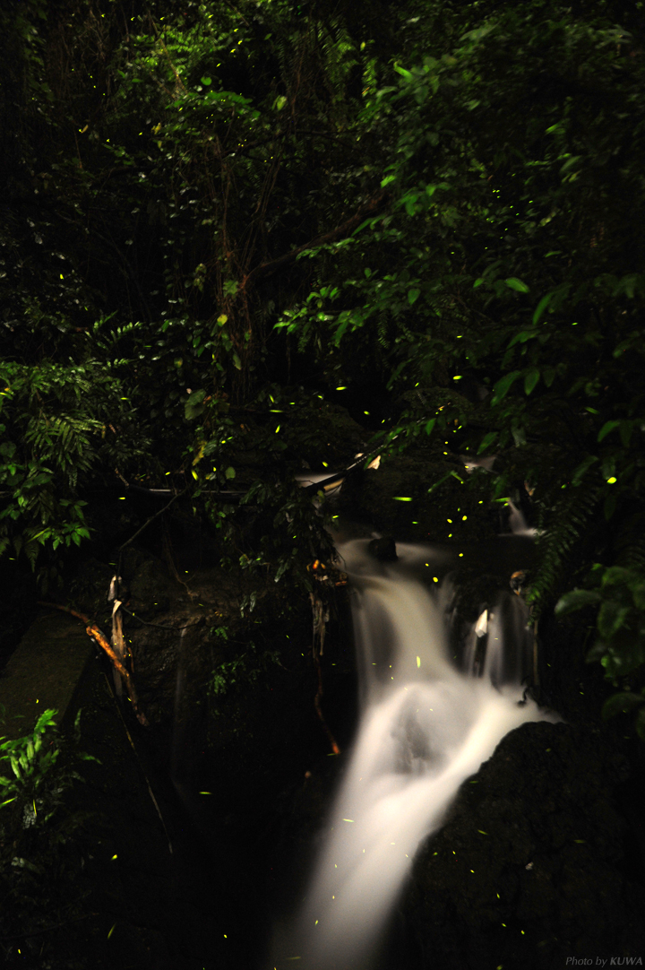 公園内のホタル観賞ポイント