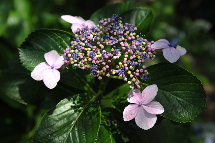 薄いピンクの花