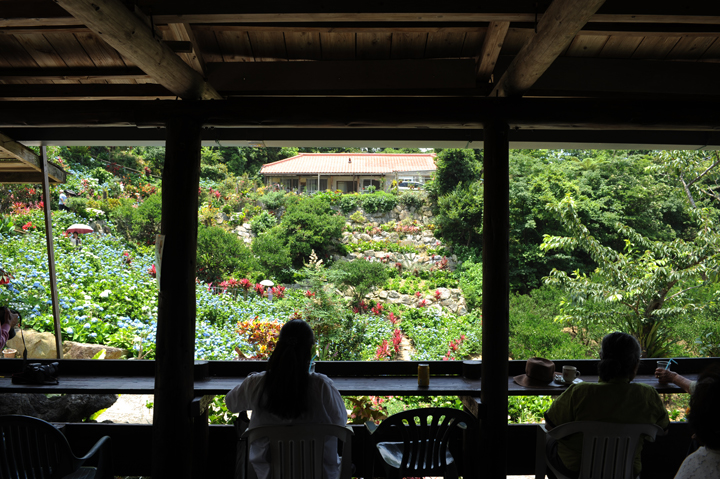 アジサイが見える風景