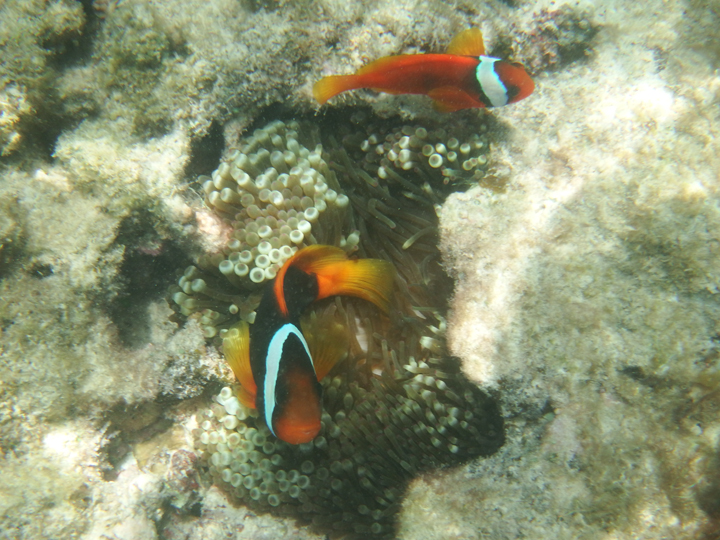 カクレクマノミとイソギンチャク