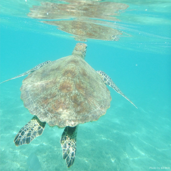 ウミガメを観ることができるビーチ