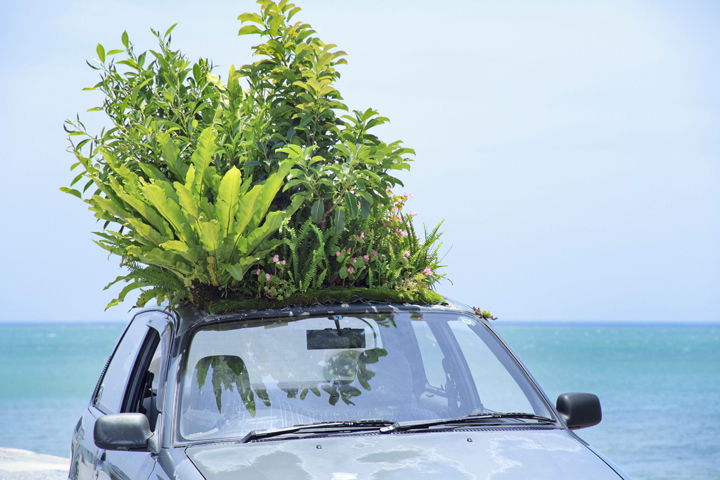 車上のジャングル