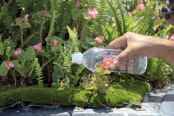 水だけで植物が育つ