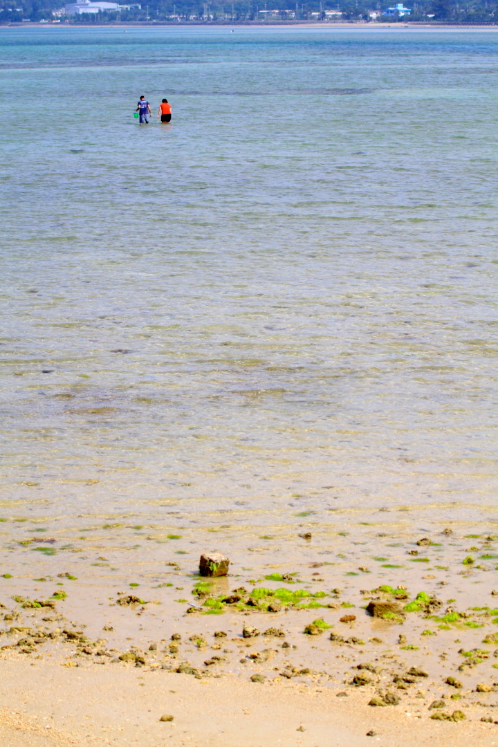 ビーチで潮干狩り