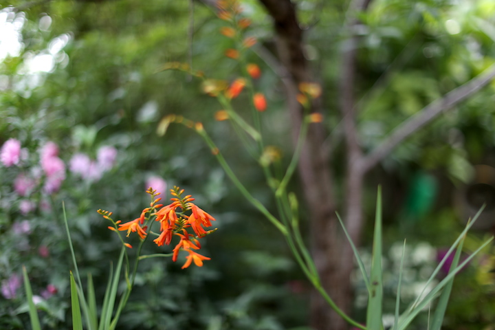 やん小～店に咲く花