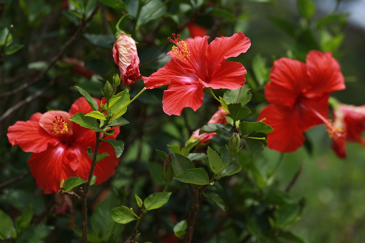 ハイビスカス2