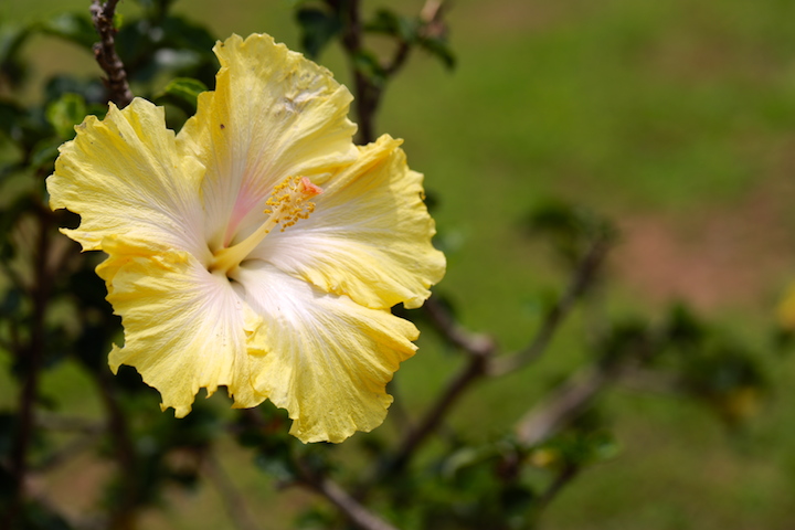 ハイビスカス3